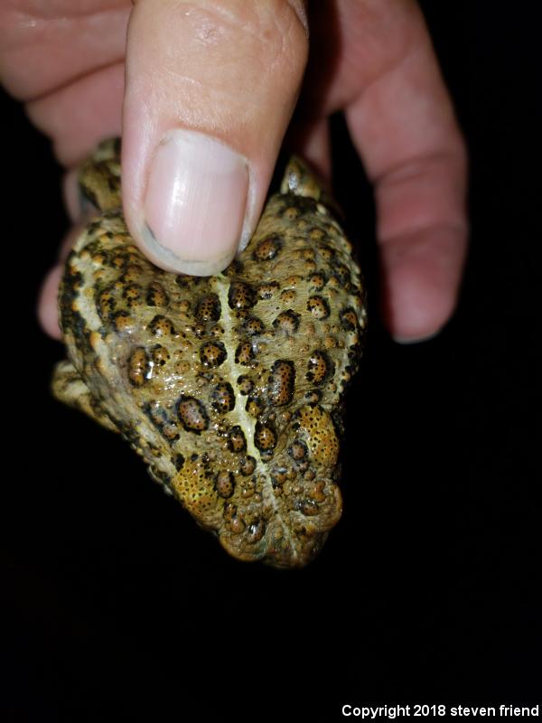 Boreal Toad (Anaxyrus boreas boreas)