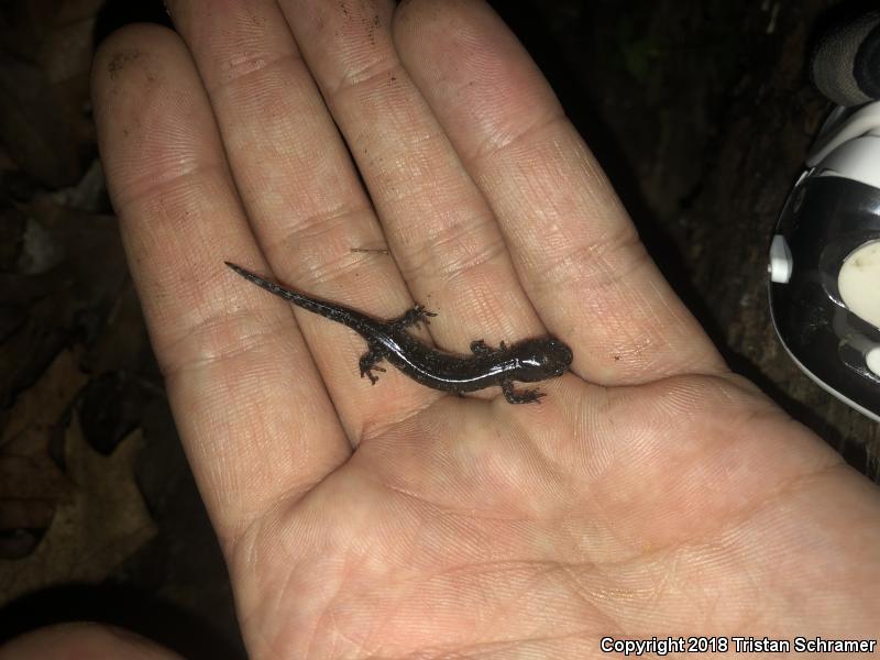 Small-mouthed Salamander (Ambystoma texanum)