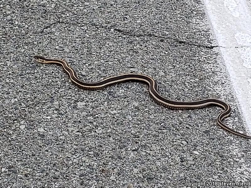 Mountain Gartersnake (Thamnophis elegans elegans)