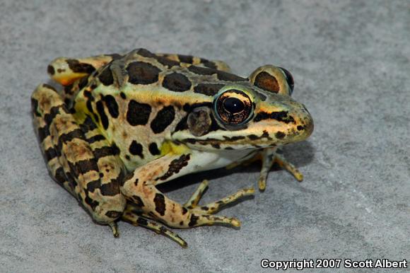 Pickerel Frog (Lithobates palustris)