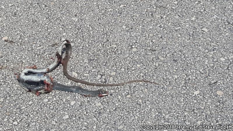 Everglades Racer (Coluber constrictor paludicola)