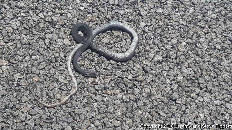 Everglades Racer (Coluber constrictor paludicola)