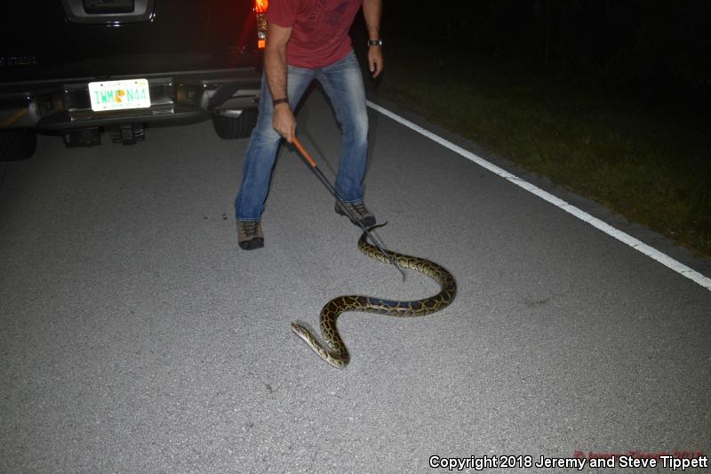 Burmese Python (Python molurus bivittatus)