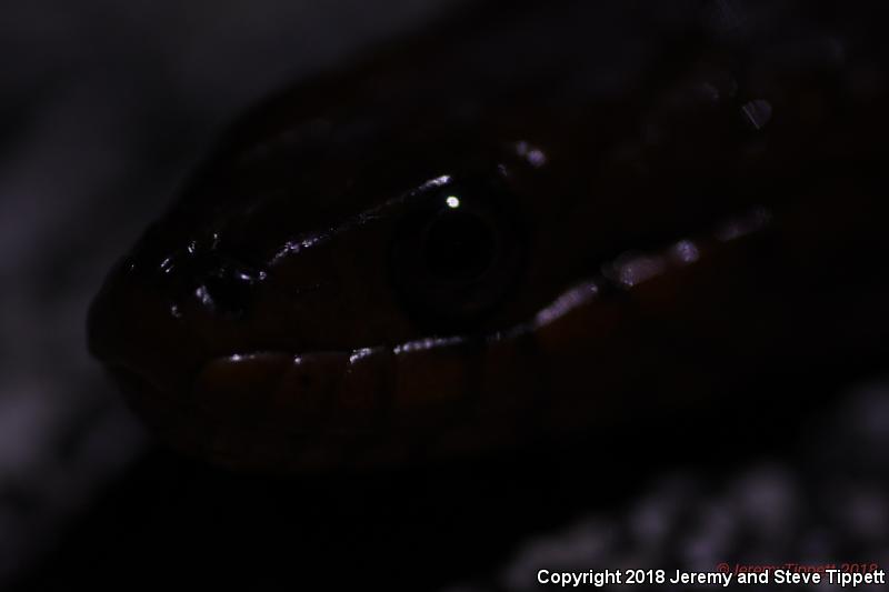 Mangrove Saltmarsh Snake (Nerodia clarkii compressicauda)