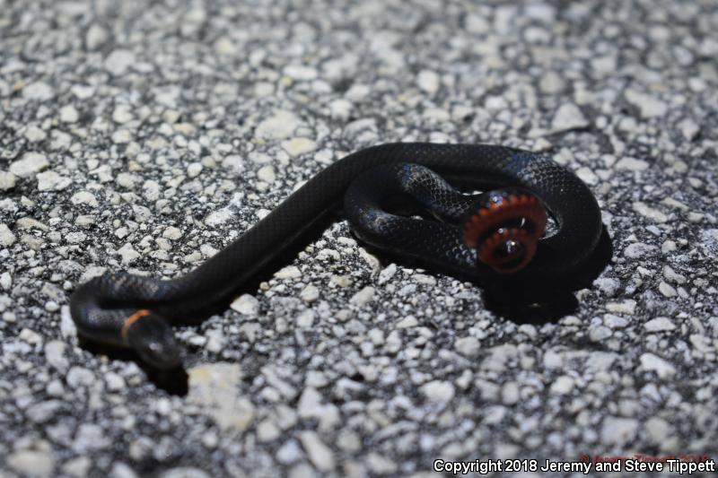 Southern Ring-necked Snake (Diadophis punctatus punctatus)