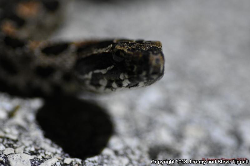 Everglades Ratsnake (Pantherophis obsoletus rossalleni)