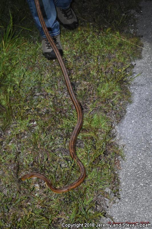 Everglades Ratsnake (Pantherophis obsoletus rossalleni)