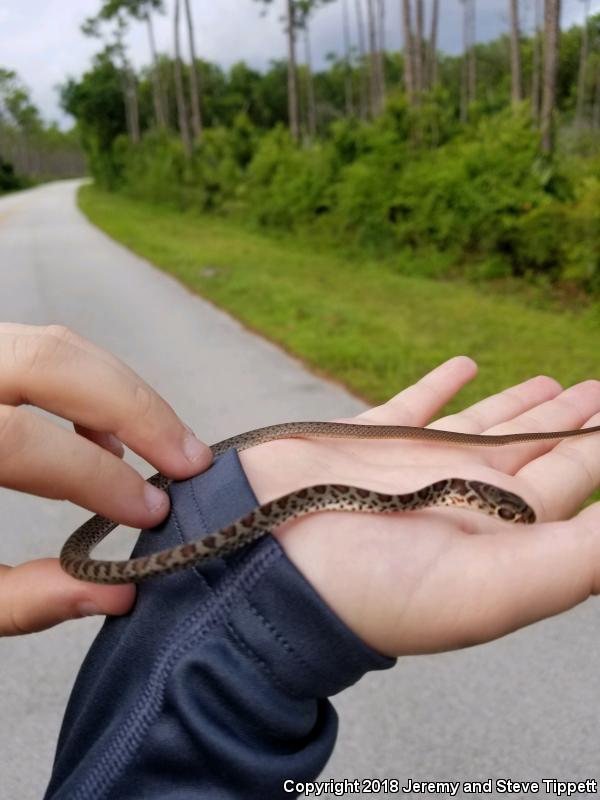 Everglades Racer (Coluber constrictor paludicola)