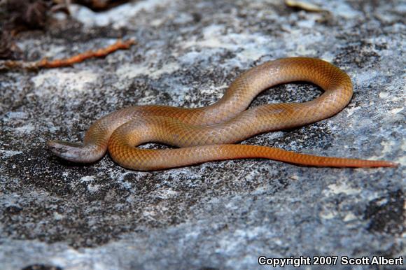 Flat-headed Snake (Tantilla gracilis)