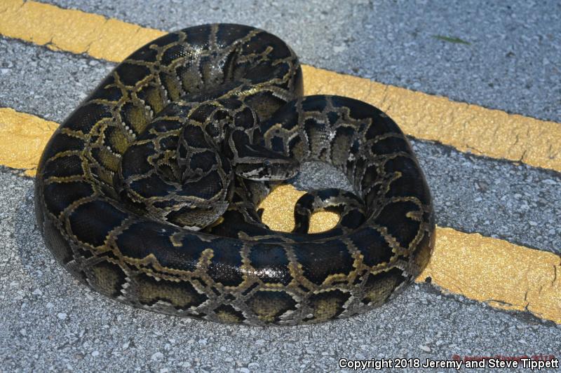 Burmese Python (Python molurus bivittatus)