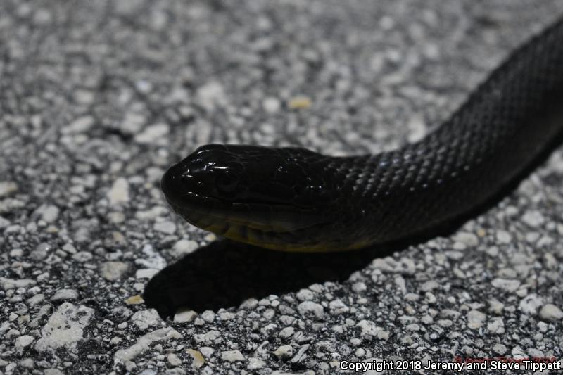 Florida Green Watersnake (Nerodia floridana)