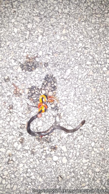 Southern Ring-necked Snake (Diadophis punctatus punctatus)