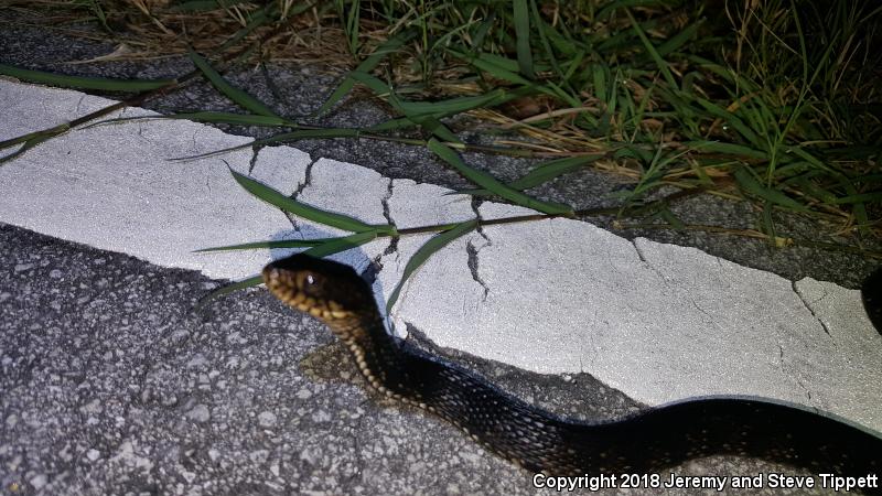 Florida Green Watersnake (Nerodia floridana)