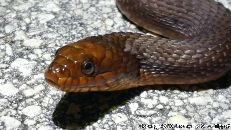 Mangrove Saltmarsh Snake (Nerodia clarkii compressicauda)