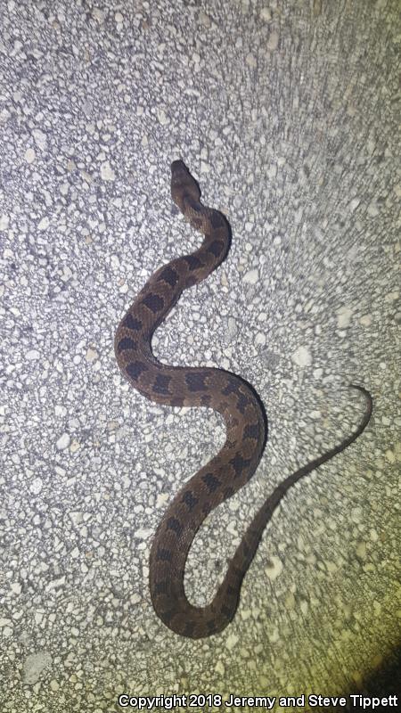 Brown Watersnake (Nerodia taxispilota)