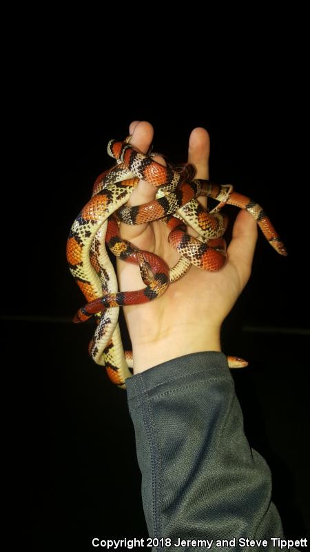 Florida Scarletsnake (Cemophora coccinea coccinea)