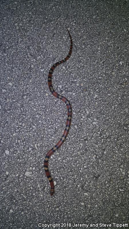 Florida Scarletsnake (Cemophora coccinea coccinea)