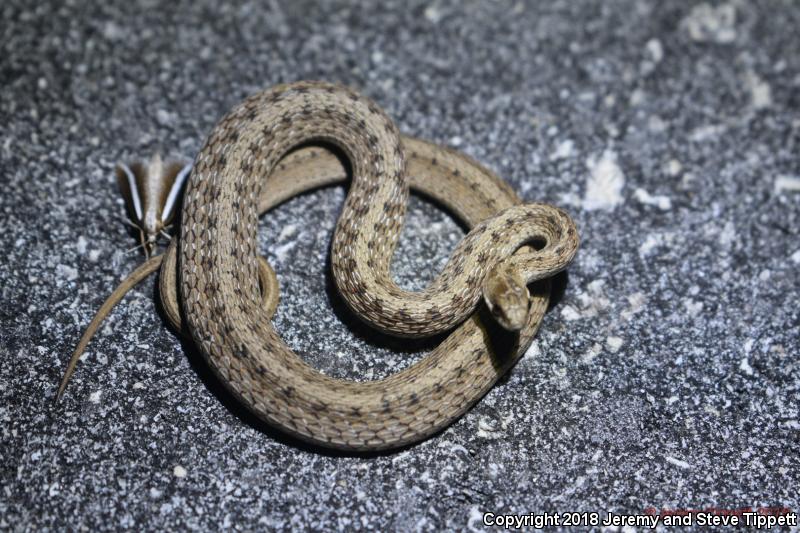 Florida Brownsnake (Storeria victa)