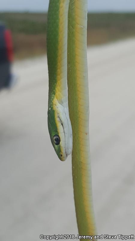 Florida Rough Greensnake (Opheodrys aestivus carinatus)