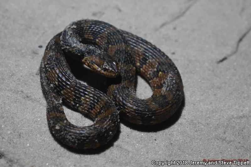 Banded Watersnake (Nerodia fasciata fasciata)