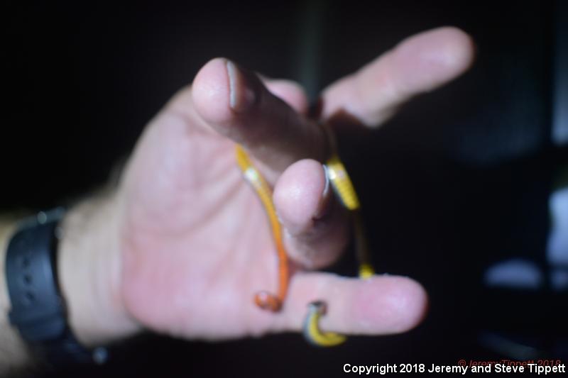 Southern Ring-necked Snake (Diadophis punctatus punctatus)