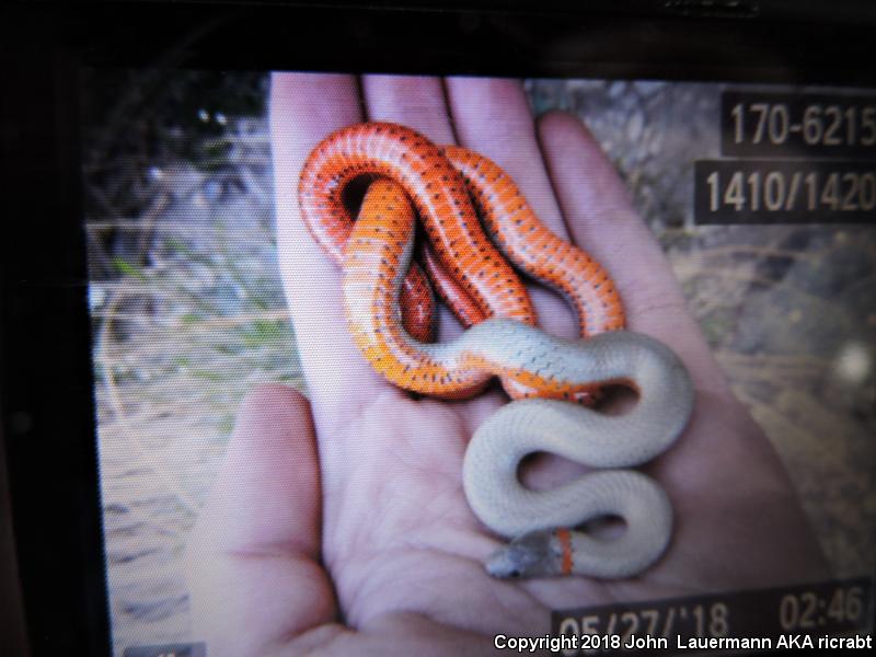 San Bernardino Ring-necked Snake (Diadophis punctatus modestus)