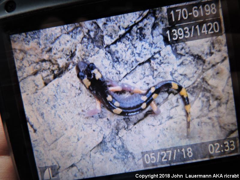 Yellow-blotched Ensatina (Ensatina eschscholtzii croceater)