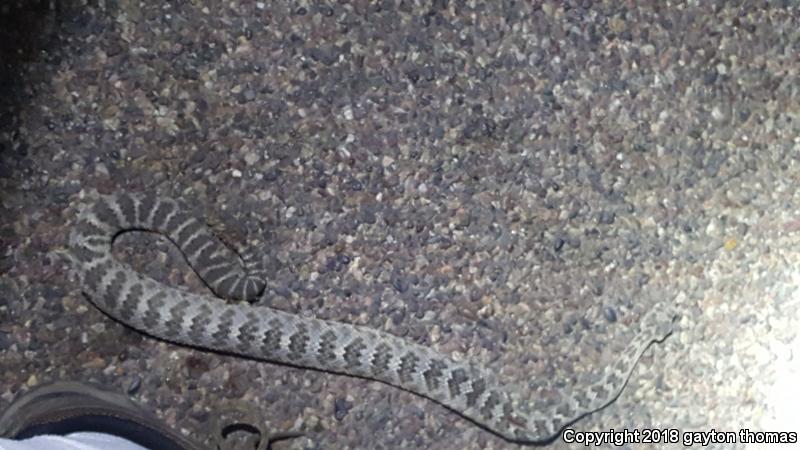 Tiger Rattlesnake (Crotalus tigris)