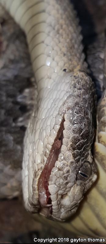 Tiger Rattlesnake (Crotalus tigris)