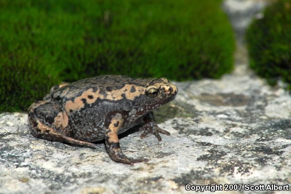 Eastern Narrow-mouthed Toad (Gastrophryne carolinensis)