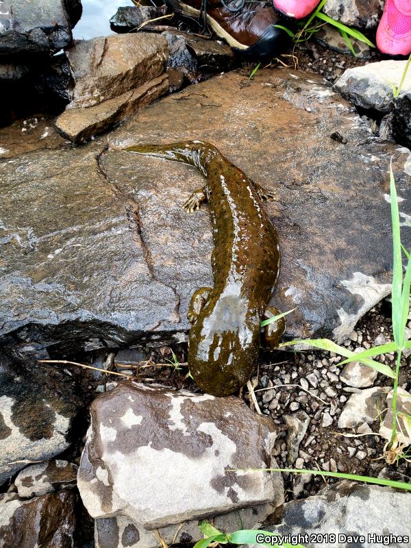 Hellbender (Cryptobranchus alleganiensis)