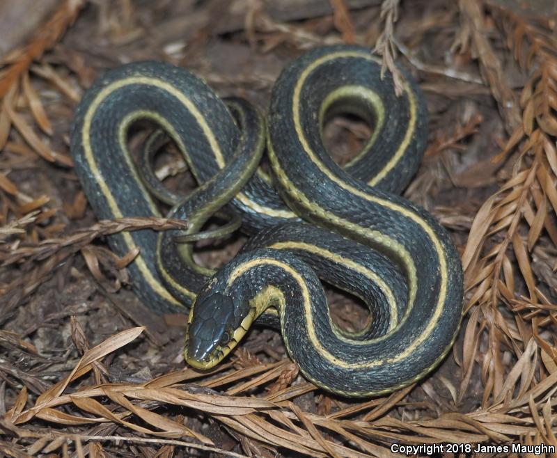 Diablo Gartersnake (Thamnophis atratus zaxanthus)