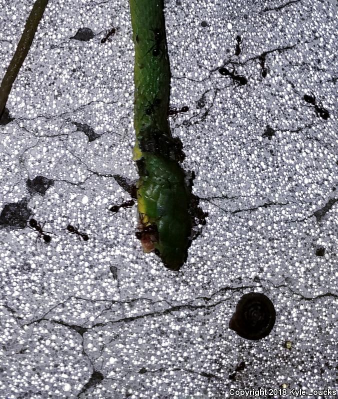 Florida Rough Greensnake (Opheodrys aestivus carinatus)