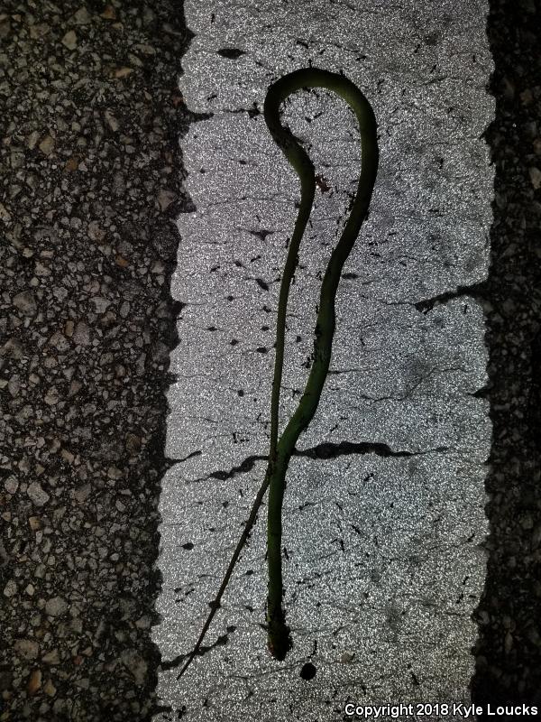 Florida Rough Greensnake (Opheodrys aestivus carinatus)