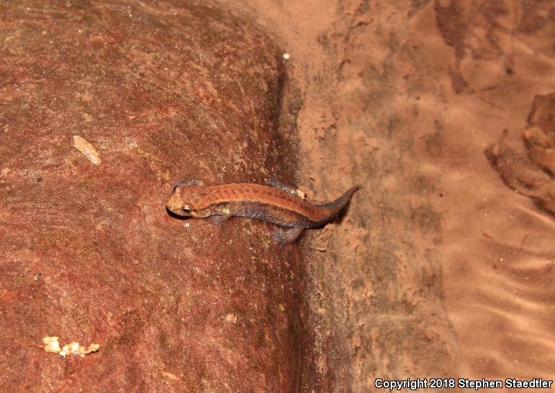 Allegheny Mountain Dusky Salamander (Desmognathus ochrophaeus)