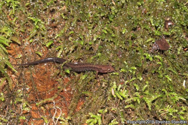 Allegheny Mountain Dusky Salamander (Desmognathus ochrophaeus)