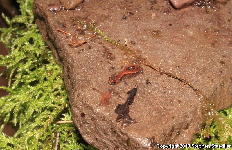 Allegheny Mountain Dusky Salamander (Desmognathus ochrophaeus)