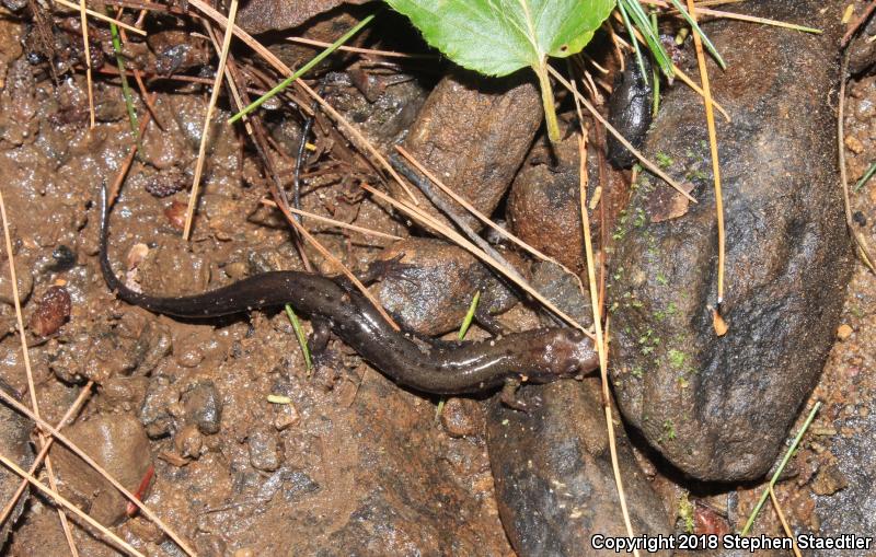 Allegheny Mountain Dusky Salamander (Desmognathus ochrophaeus)