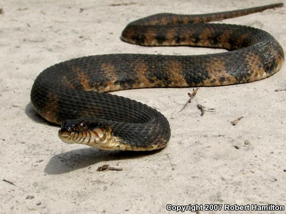 Banded Watersnake (Nerodia fasciata fasciata)