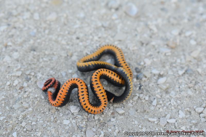 Southern Ring-necked Snake (Diadophis punctatus punctatus)