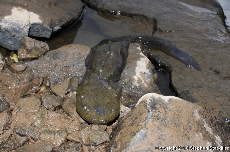 Eastern Hellbender (Cryptobranchus alleganiensis alleganiensis)