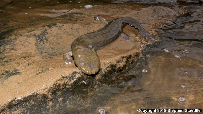 Eastern Hellbender (Cryptobranchus alleganiensis alleganiensis)