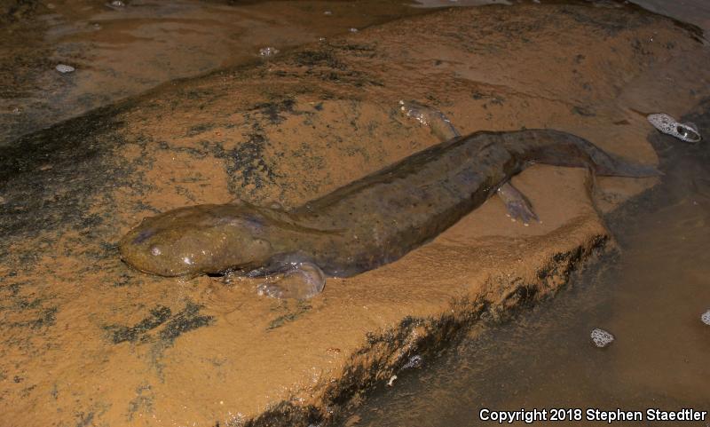 Eastern Hellbender (Cryptobranchus alleganiensis alleganiensis)