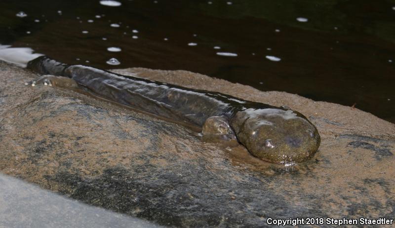 Eastern Hellbender (Cryptobranchus alleganiensis alleganiensis)