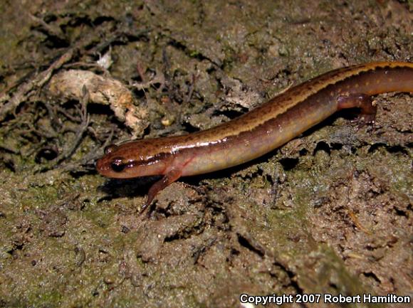 Southern Two-lined Salamander (Eurycea cirrigera)