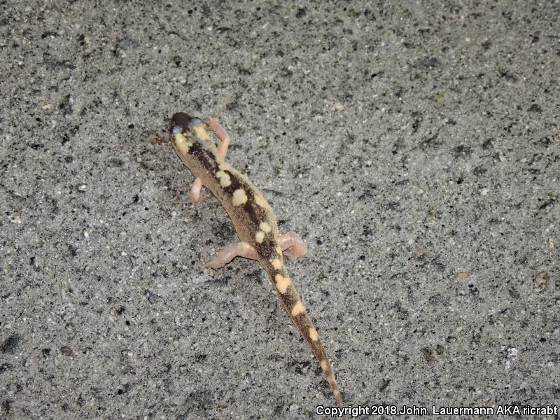 Yellow-blotched Ensatina (Ensatina eschscholtzii croceater)