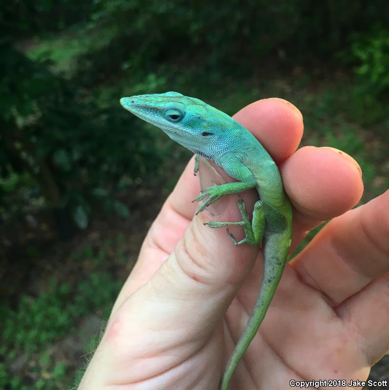 Allison's Anole (Anolis allisoni)