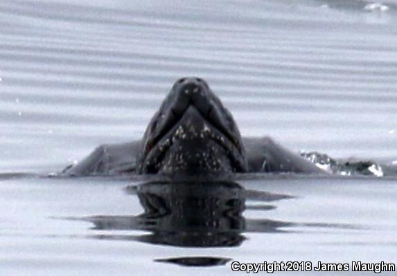 Leatherback Sea Turtle (Dermochelys coriacea)