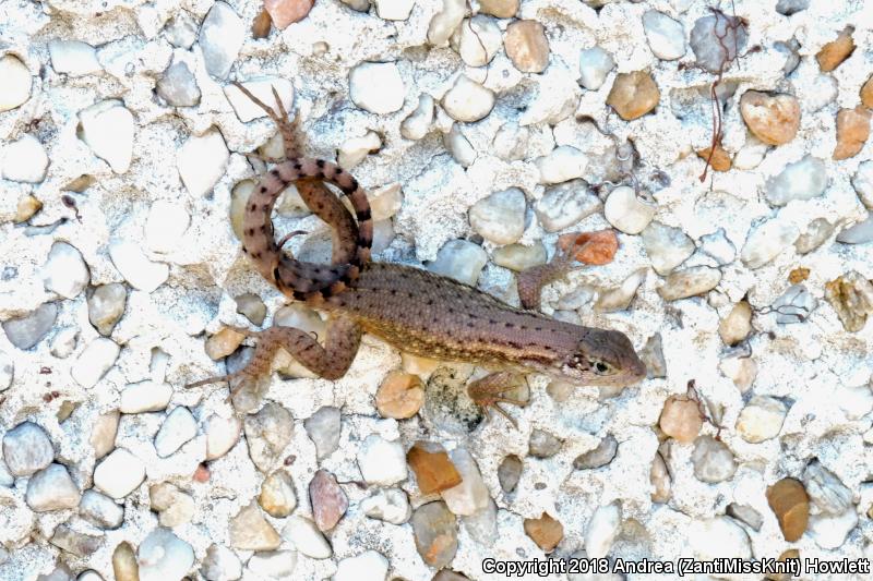 Northern Curly-tailed Lizard (Leiocephalus carinatus)