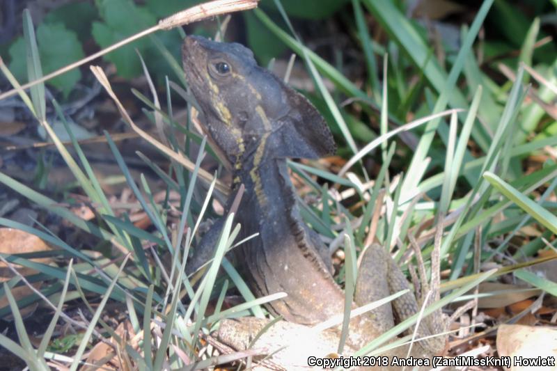 Brown Basilisk (Basiliscus vittatus)